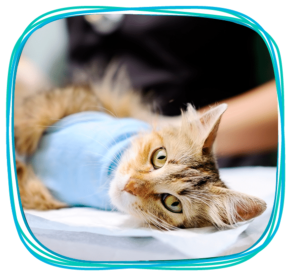 ESTERILIZACIN-042018 ESTERILIZACIN-042018